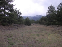 ova Gussonea-20110529 201
